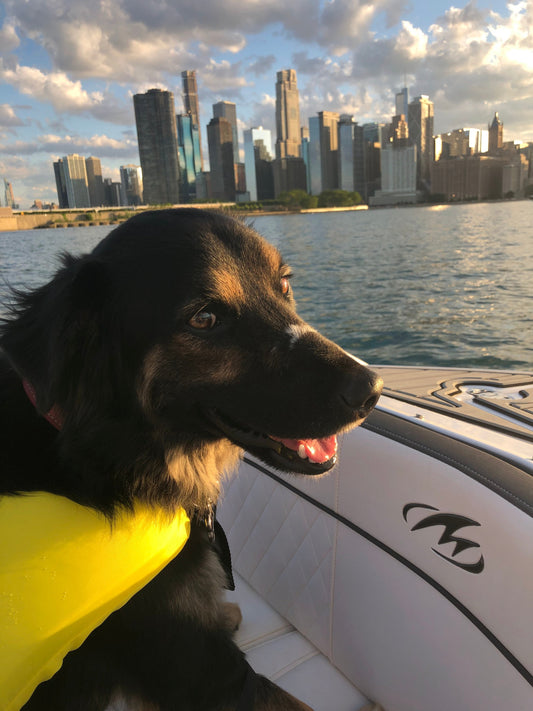 Dog Days of Summer: Boating with Man’s Best Friend